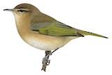 Brown Woodland Warbler Illustration