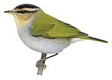 Black-capped Woodland Warbler Illustration