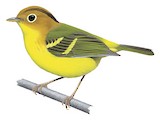 Yellow-breasted Warbler Illustration