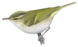 Emei Leaf Warbler Illustration