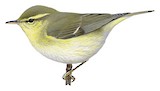 Green Warbler Illustration