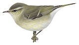 Greenish Warbler Illustration