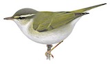 Sakhalin Leaf Warbler Illustration