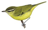 Negros Leaf Warbler Illustration