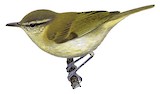 Sulawesi Leaf Warbler Illustration