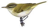 Lompobattang Leaf Warbler Illustration