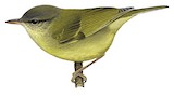 Biak Leaf Warbler Illustration