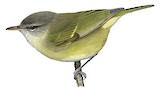 Numfor Leaf Warbler Illustration