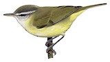 Flores Leaf Warbler Illustration