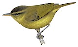 Kolombangara Leaf Warbler Illustration