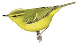 Hainan Leaf Warbler Illustration