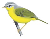 Grey-hooded Warbler Illustration