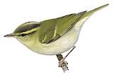 Davison's Leaf Warbler Illustration