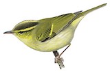 Kloss's Leaf Warbler Illustration