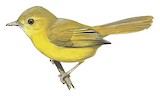 Little Yellow Flycatcher Illustration