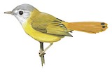 Livingstone's Flycatcher Illustration