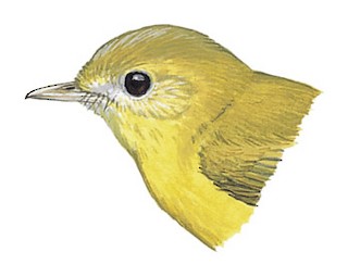 Erythrocercus livingstonei thomsoni