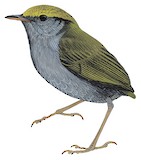 Slaty-bellied Tesia Illustration