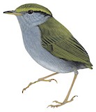 Grey-bellied Tesia Illustration