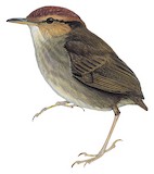 Russet-capped Tesia Illustration