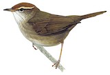 Chestnut-crowned Bush Warbler Illustration