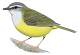 Yellow-bellied Warbler Illustration