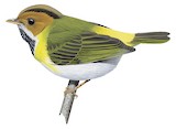 Rufous-faced Warbler Illustration