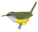 Mountain Tailorbird Illustration