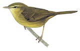 Aberrant Bush Warbler Illustration