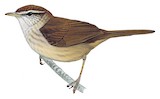 Philippine Bush Warbler Illustration