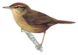 Shade Bush Warbler Illustration