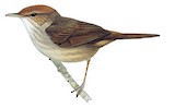 Fiji Bush Warbler Illustration