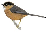 Rufous-fronted Bushtit Illustration