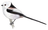 Long-tailed Tit Illustration