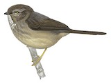 Pygmy Bushtit Illustration