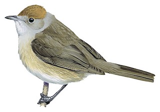 Sylvia atricapilla atricapilla