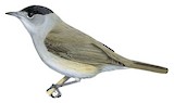 Eurasian Blackcap Illustration