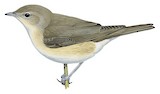 Garden Warbler Illustration