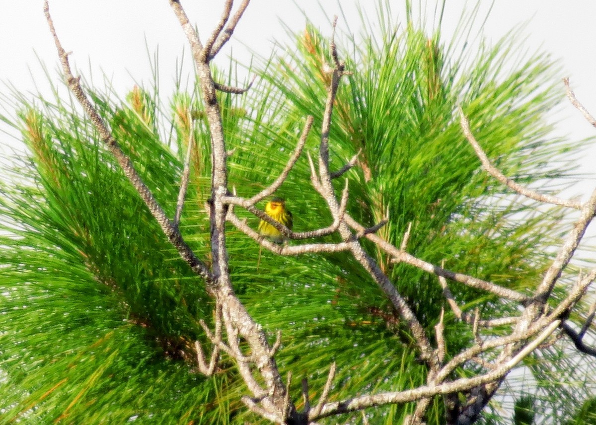 Cape May Warbler - Pete Grannis