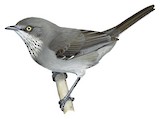 Layard's Warbler Illustration