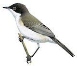 Arabian Warbler Illustration