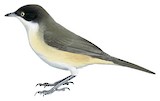 Western Orphean Warbler Illustration