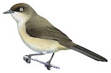 Yemen Warbler Illustration