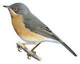 Western Subalpine Warbler Illustration