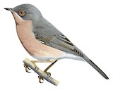 Moltoni's Warbler Illustration