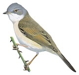 Common Whitethroat Illustration