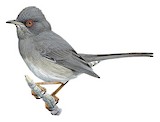 Marmora's Warbler Illustration