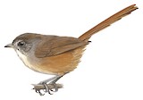 Rufous-tailed Babbler Illustration