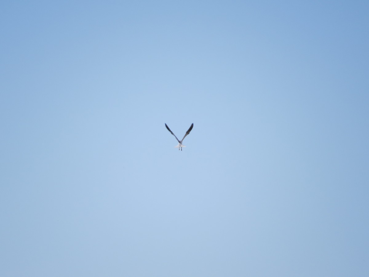 White-tailed Kite - ML153117721