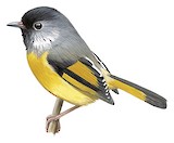 Golden-breasted Fulvetta Illustration